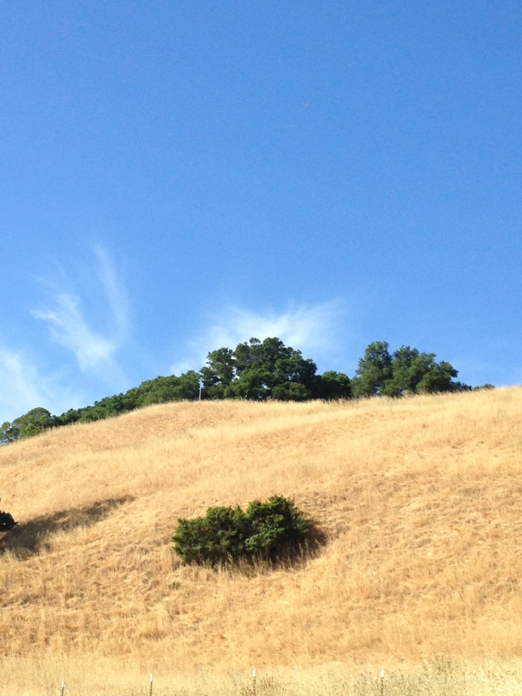 Photo of hill in California, grassy, a few trees, blue skies.
